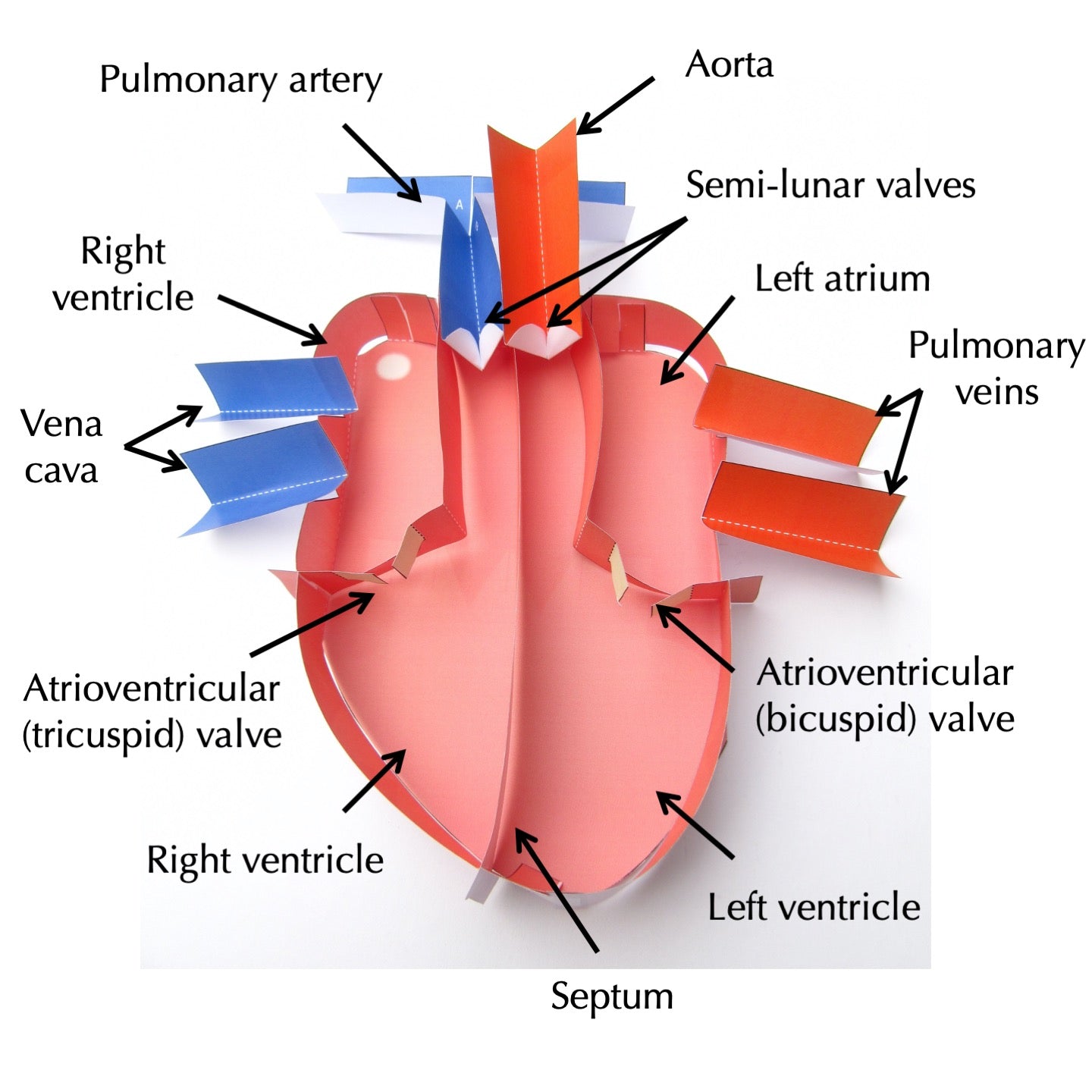 printable human heart model