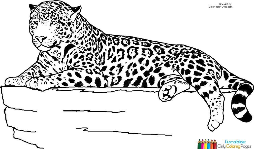 printable jaguar pictures