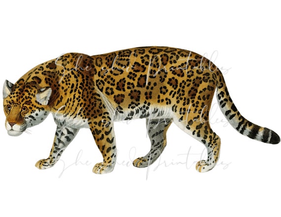 1800s Jaguar Digital Image, Vintage, DIY Crafts, Clipart ...