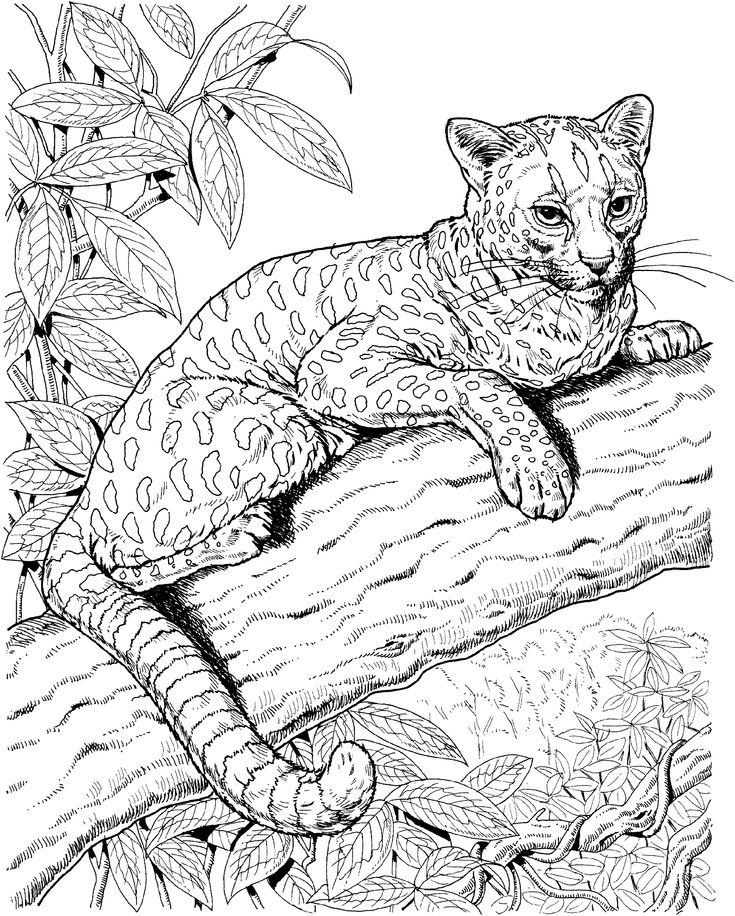 printable jaguar pictures
