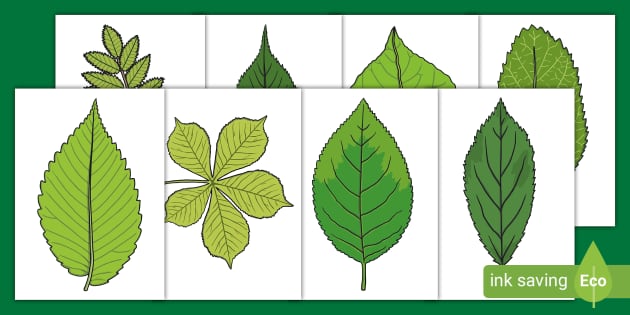 printable leaf templates