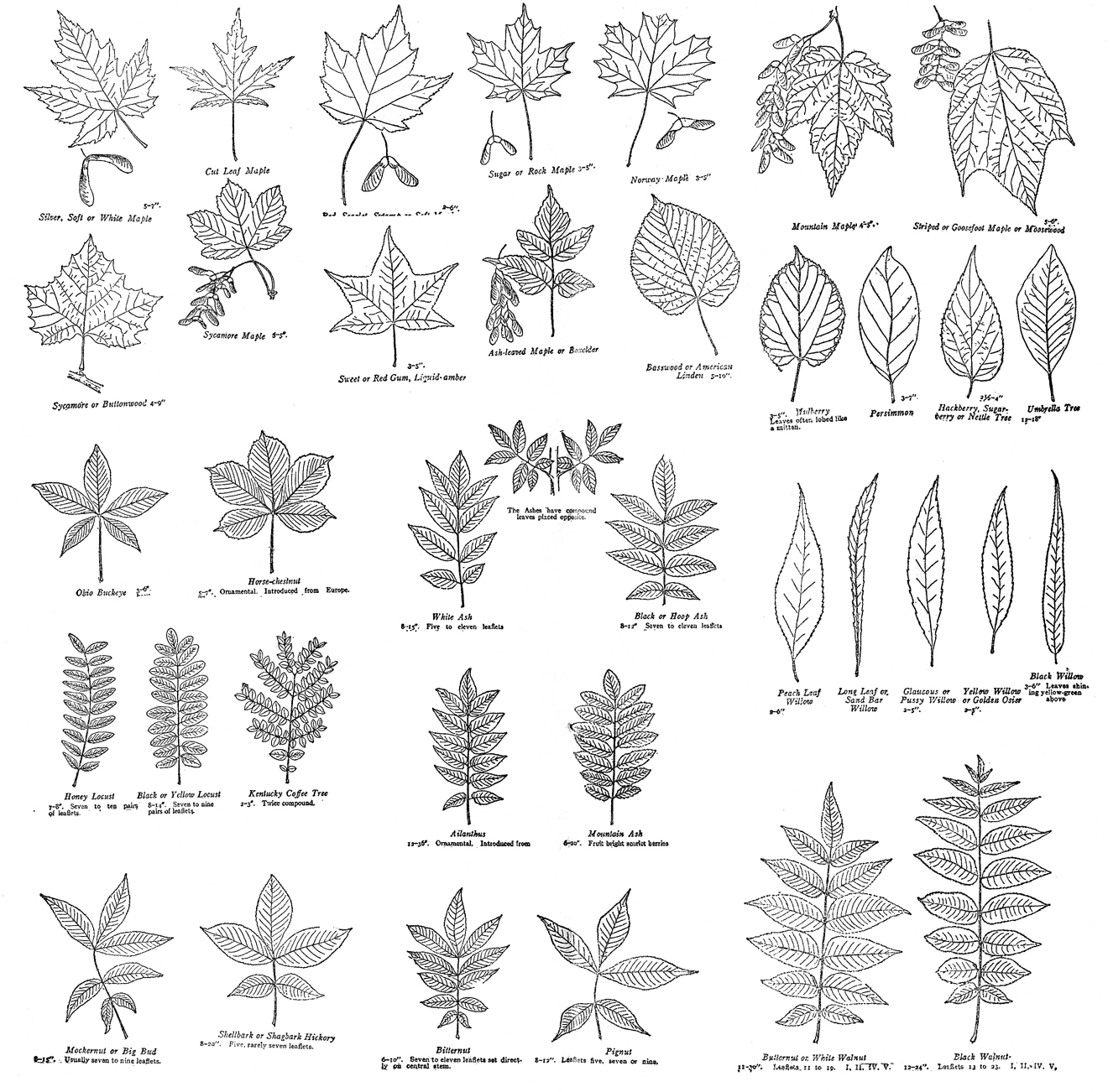 printable leaves clip art