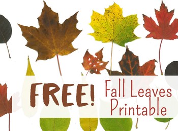 printable leaves for bulletin board