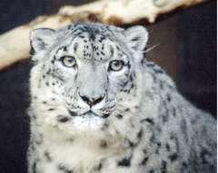printable leopard pictures