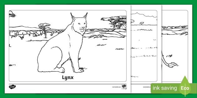 Lynx Coloring Page For Preschoolers With Cute Animal Vector ...