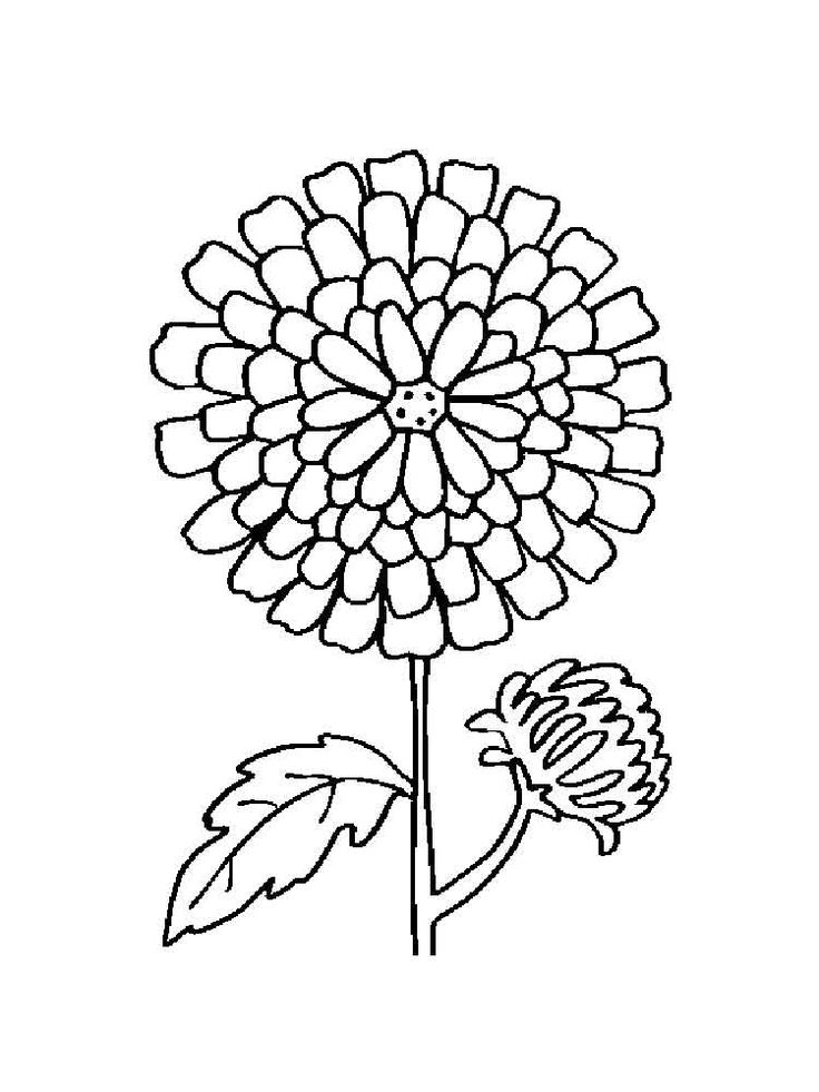 Marigold Coloring Pages - Best Coloring Pages For Kids