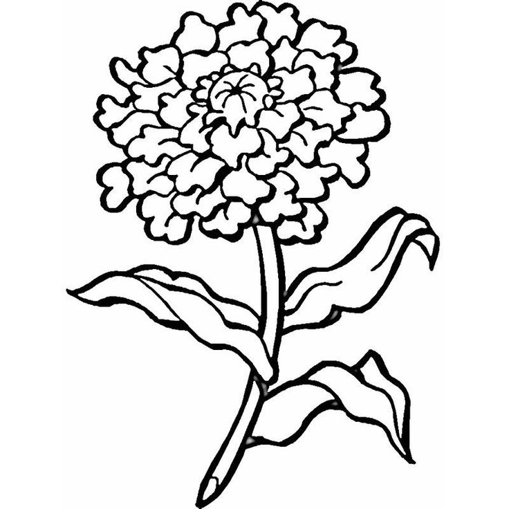 Marigold Coloring Pages - Best Coloring Pages For Kids