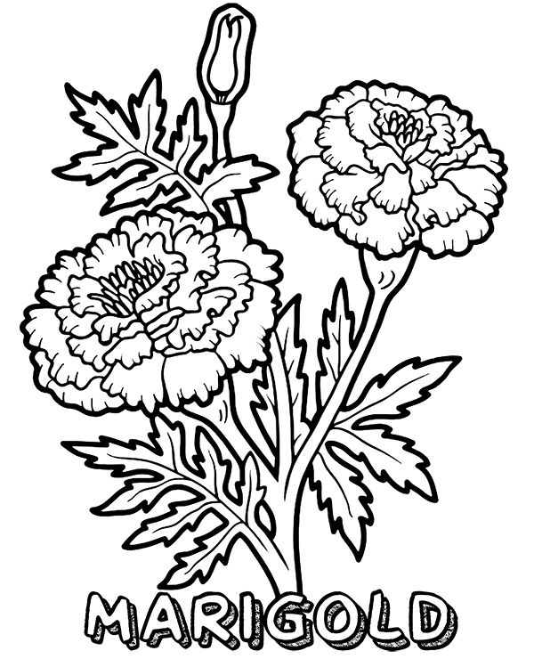 Marigold Coloring Pages - Best Coloring Pages For Kids