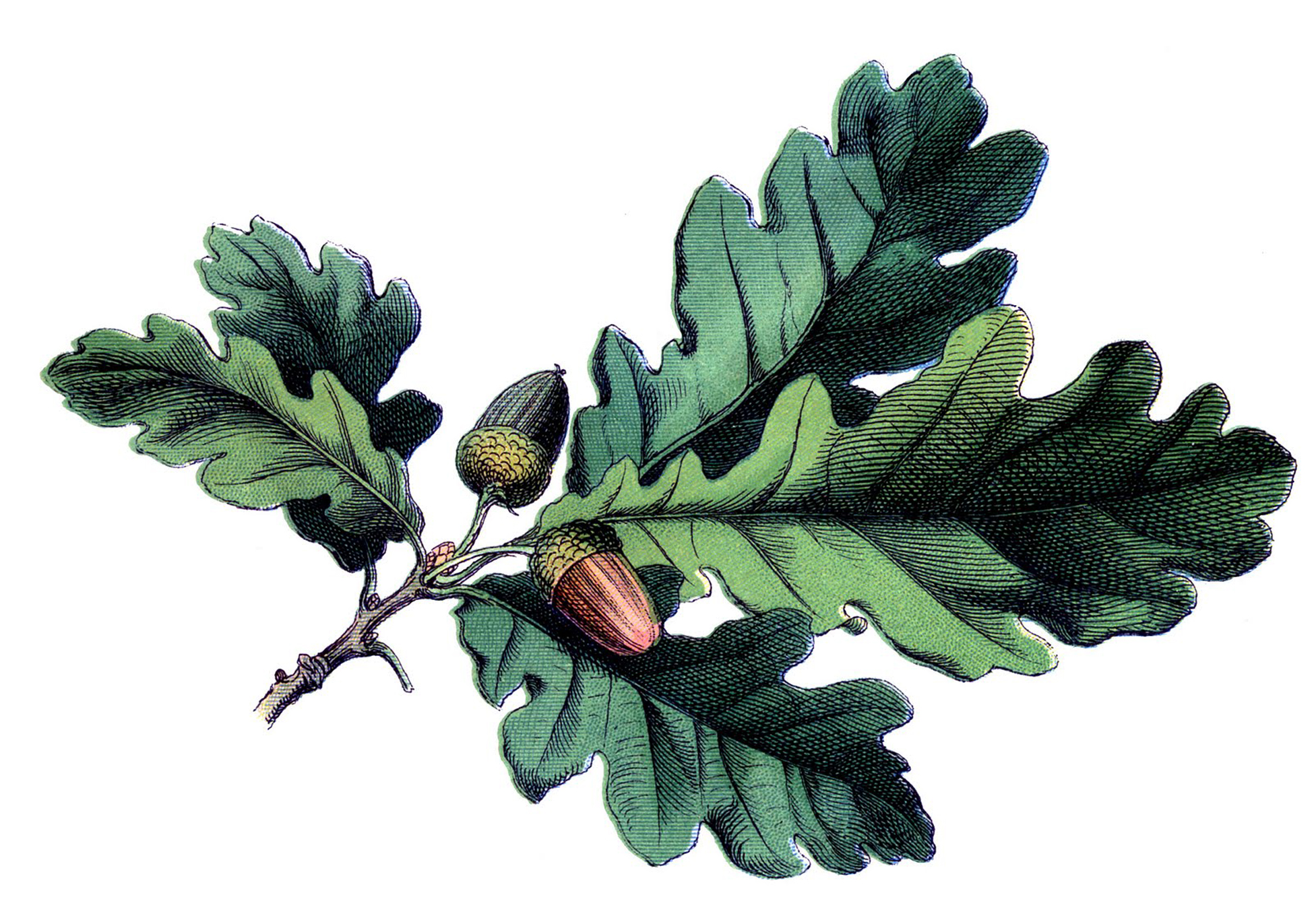 19 Oak Leaf Images with Acorns - The Graphics Fairy