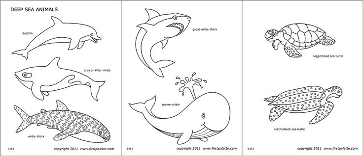 printable ocean animal pictures
