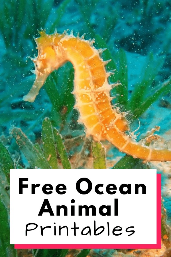Free Ocean Animal Printables for Early Learners - Worksheets Library free-ocean-animal-printables-for-early-learners-worksheets-library