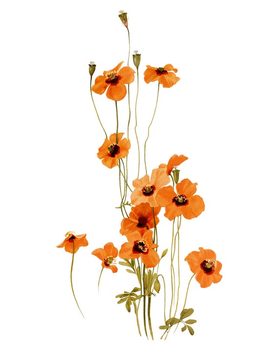 Orange Poppy Flowers Printable, Wind Poppies Vintage Illustration ...