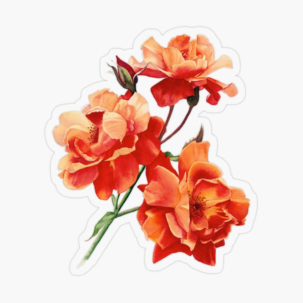 Amazon.com: Orange Blossom, Florida State Flower, Poster Print ...