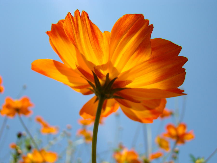 Canvas Print Selection of Orange Flowers Isolated on White ...