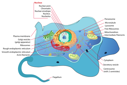 Flashcards - Cell Biology Flashcards | Study.com