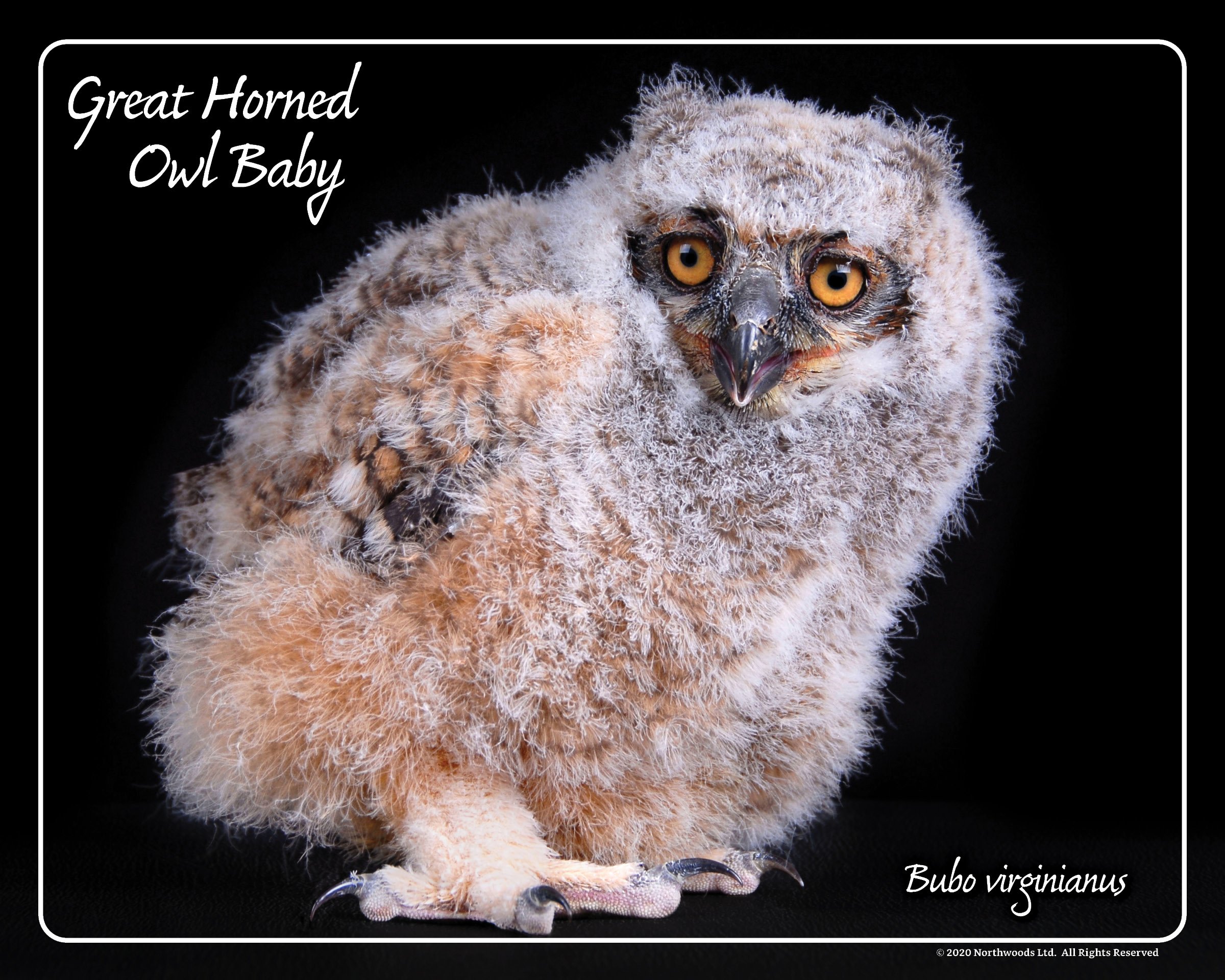 printable owl babies pictures