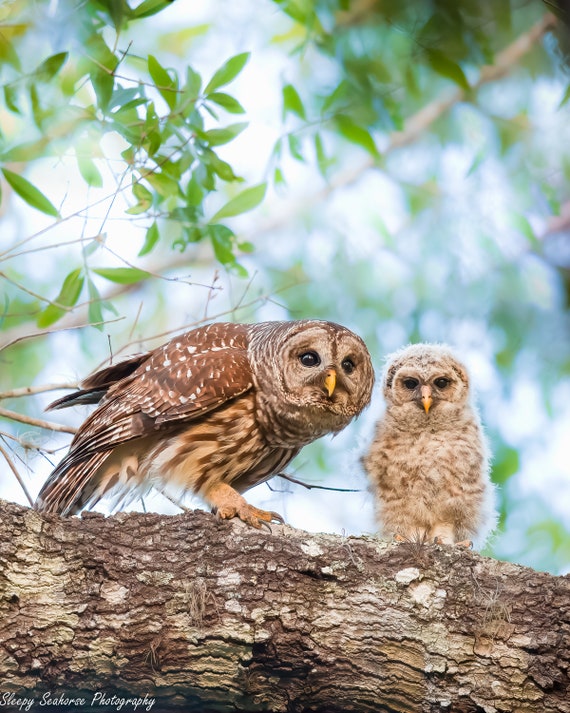 printable owl babies pictures