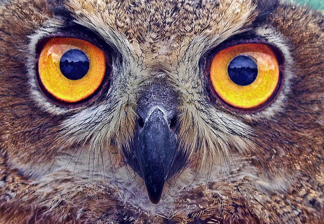 printable owl eyes