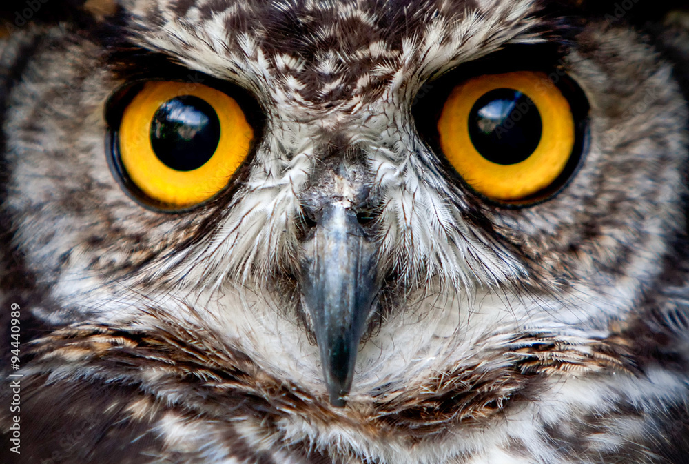 Free Printable Owl Eyes Download Free Printable Owl Eyes Png Images 