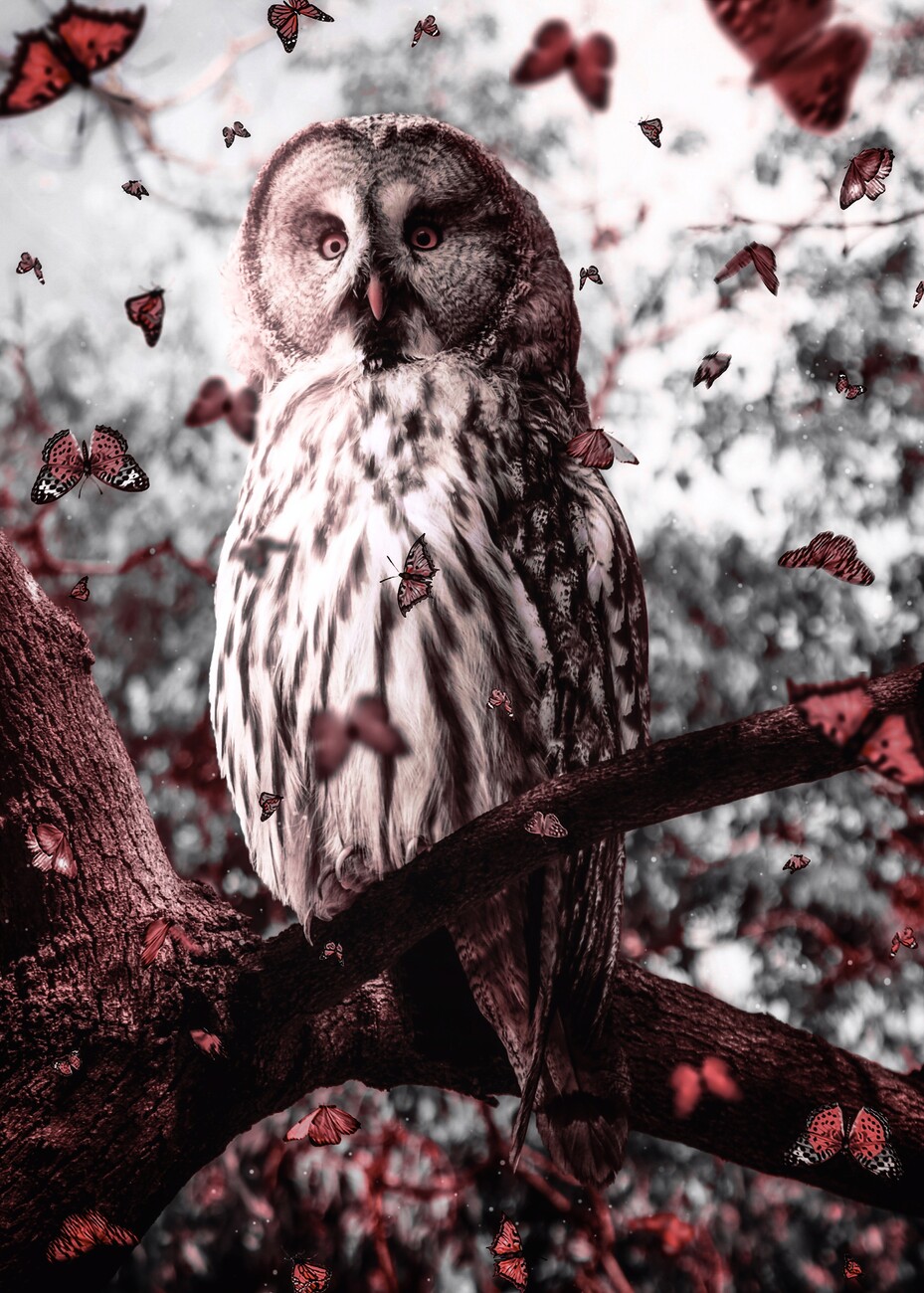 Wall Art Print | Owl Leaves Butterfly Autumn Season | Europosters