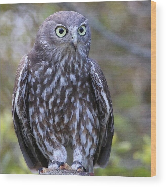 Beady Eyed Barking Owl Wood Print