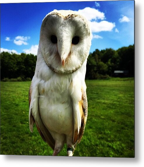 #halo #owl #barnowl #falconry Metal Print