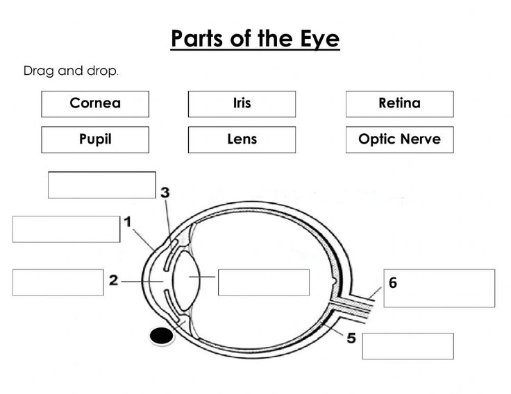 printable parts of the eyes