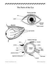 printable parts of the eyes