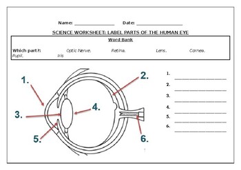 printable parts of the eyes