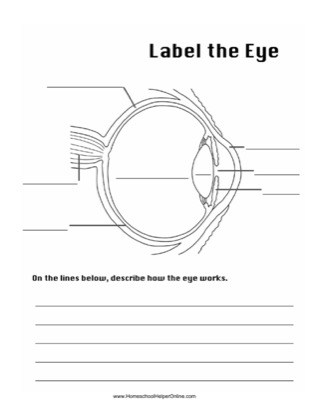 printable parts of the eyes
