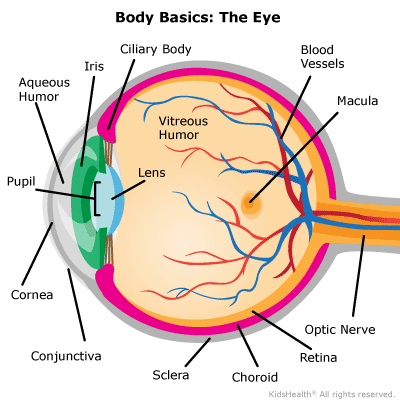 Your Eyes (for Kids) | Nemours KidsHealth