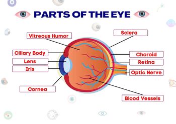 printable parts of the eyes