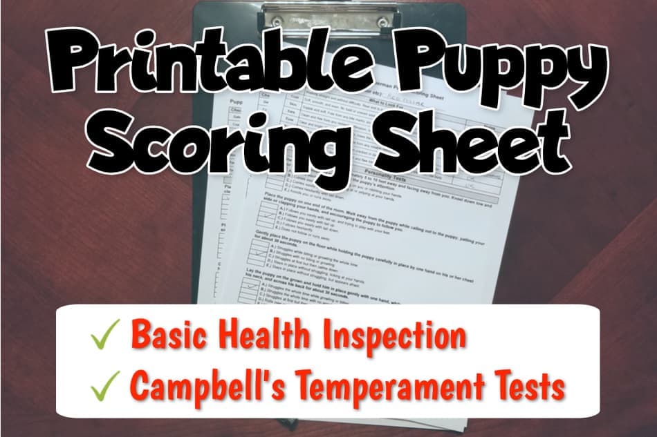 printable personality temperament test