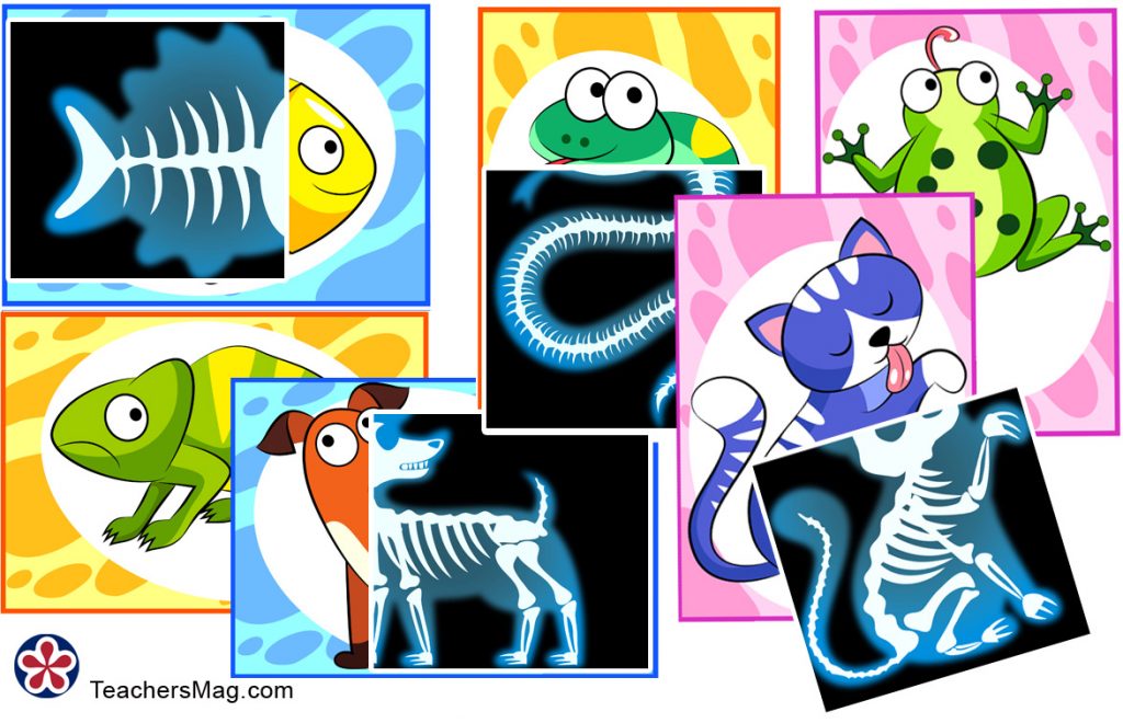 Animal X-Rays Printable Matching Activity. TeachersMag.com