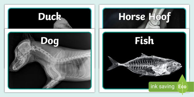 Animal X-Rays Display Photos (teacher made) - Twinkl