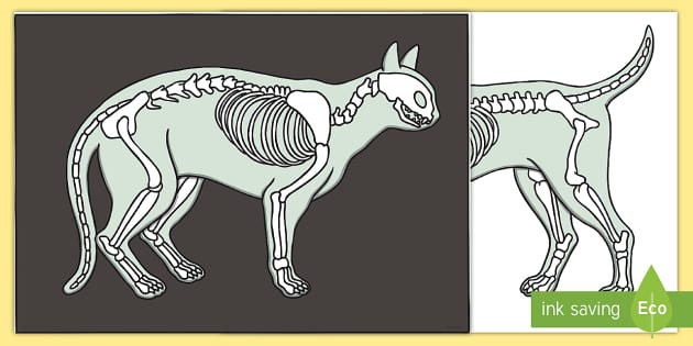 Vets Surgery Role Play Animal X-Ray Cut-Outs (teacher made)