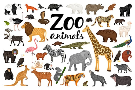 printable photos of zoo animals