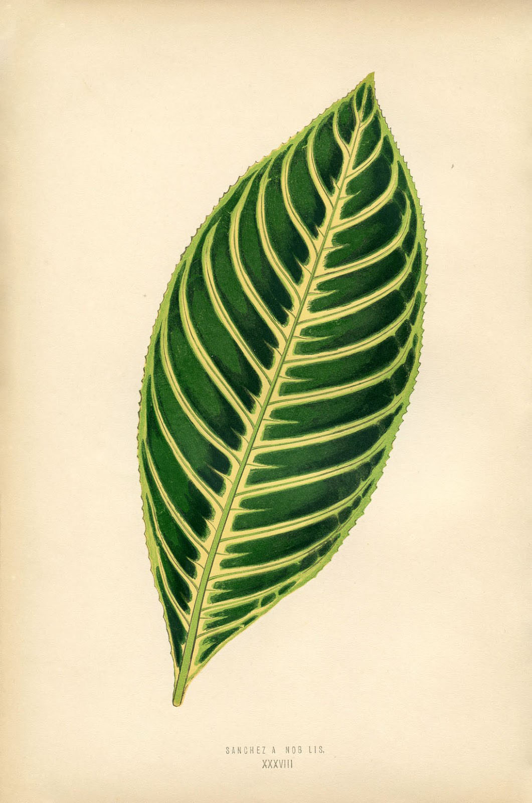 printable pics of leaves