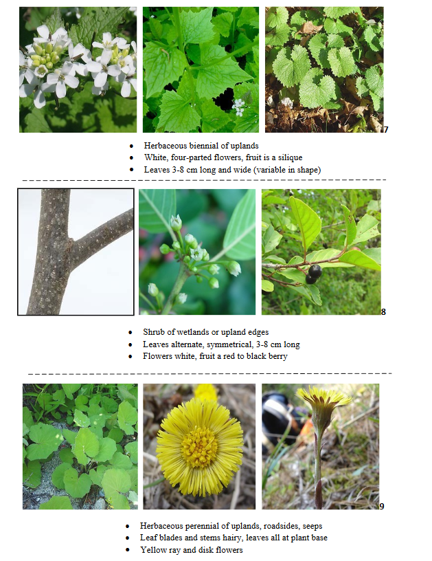printable picture flower quiz