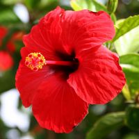 Name the Flowers Quiz #1