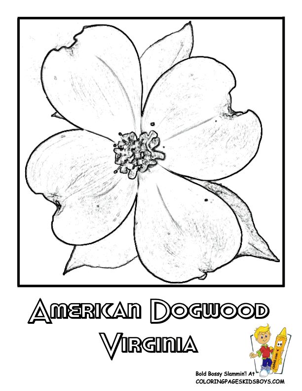 printable picture of dogwood flower