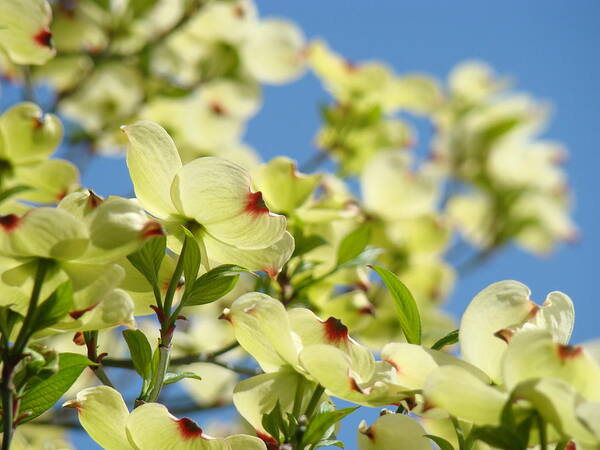 printable picture of dogwood flower