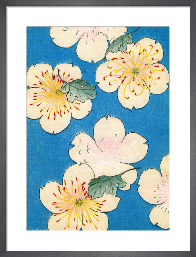 printable picture of dogwood flower