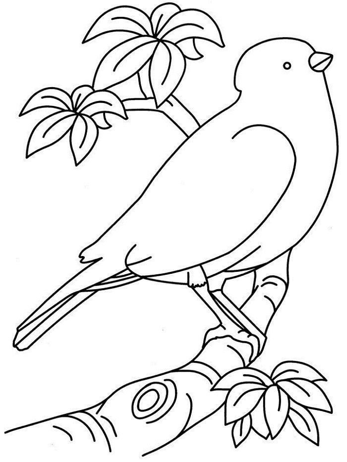printable pictures birds