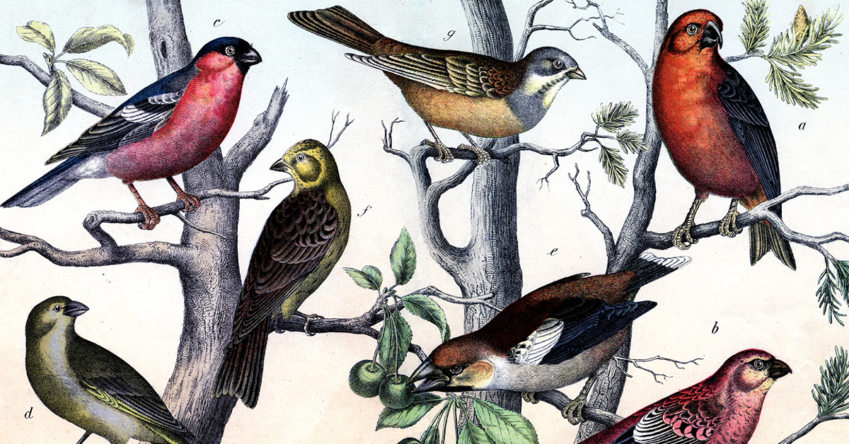 printable pictures birds
