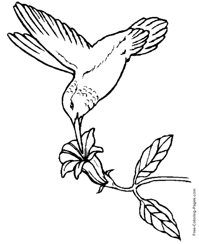 printable pictures birds