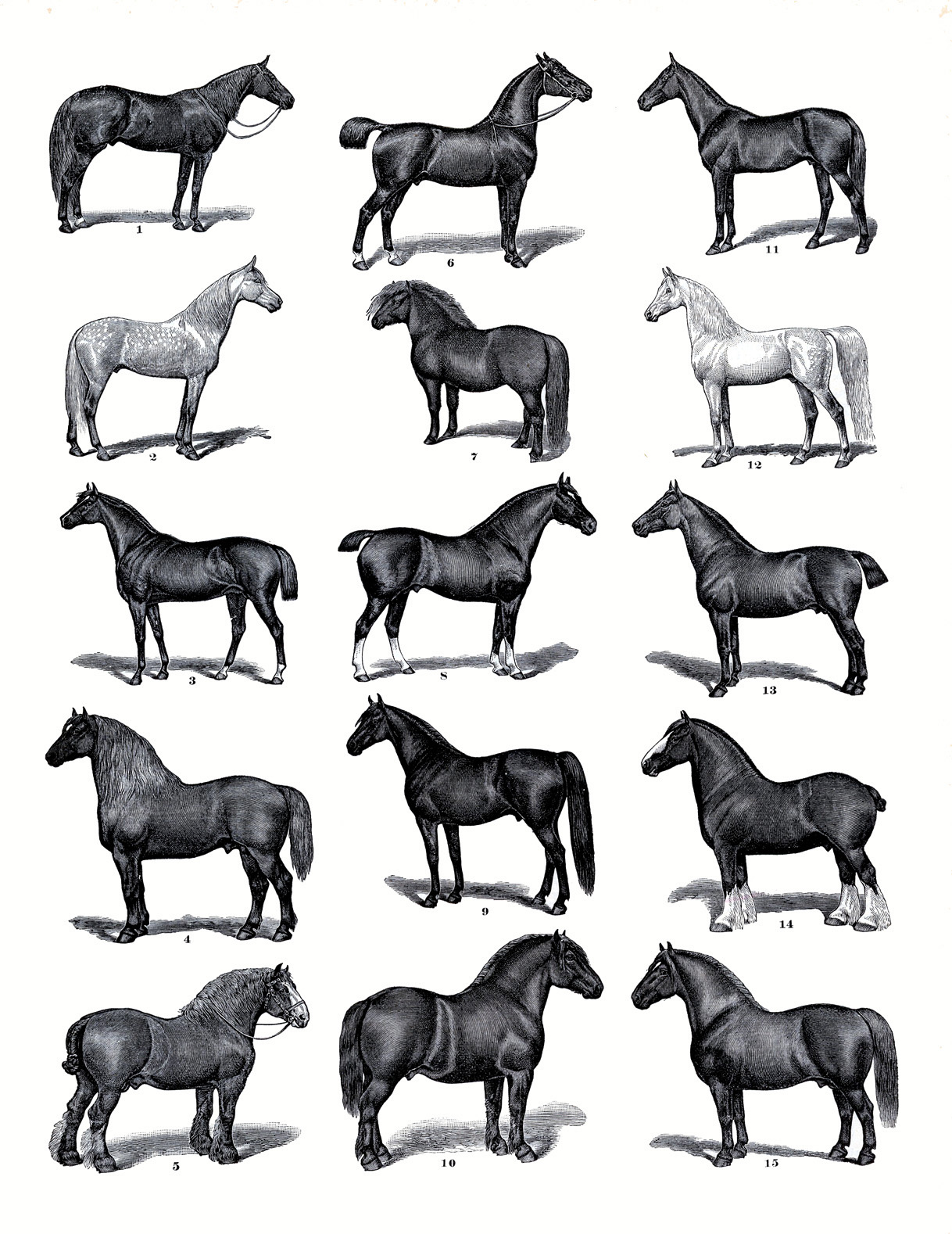 19 Horse Clip Art: Horses Clipart! - The Graphics Fairy