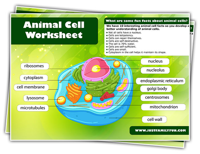 Free Printable Animal Cell Worksheet Pdf | Just Family Fun