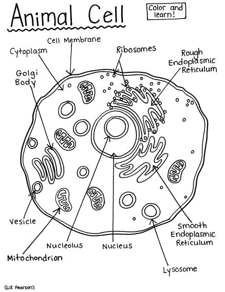 printable pictures of animal cells