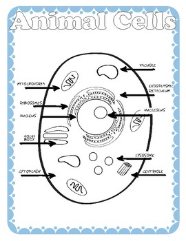 printable pictures of animal cells